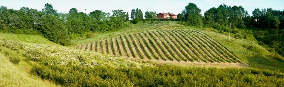 Il Pino Bioagricoltura Villa Terranuova Bracciolini Exterior photo